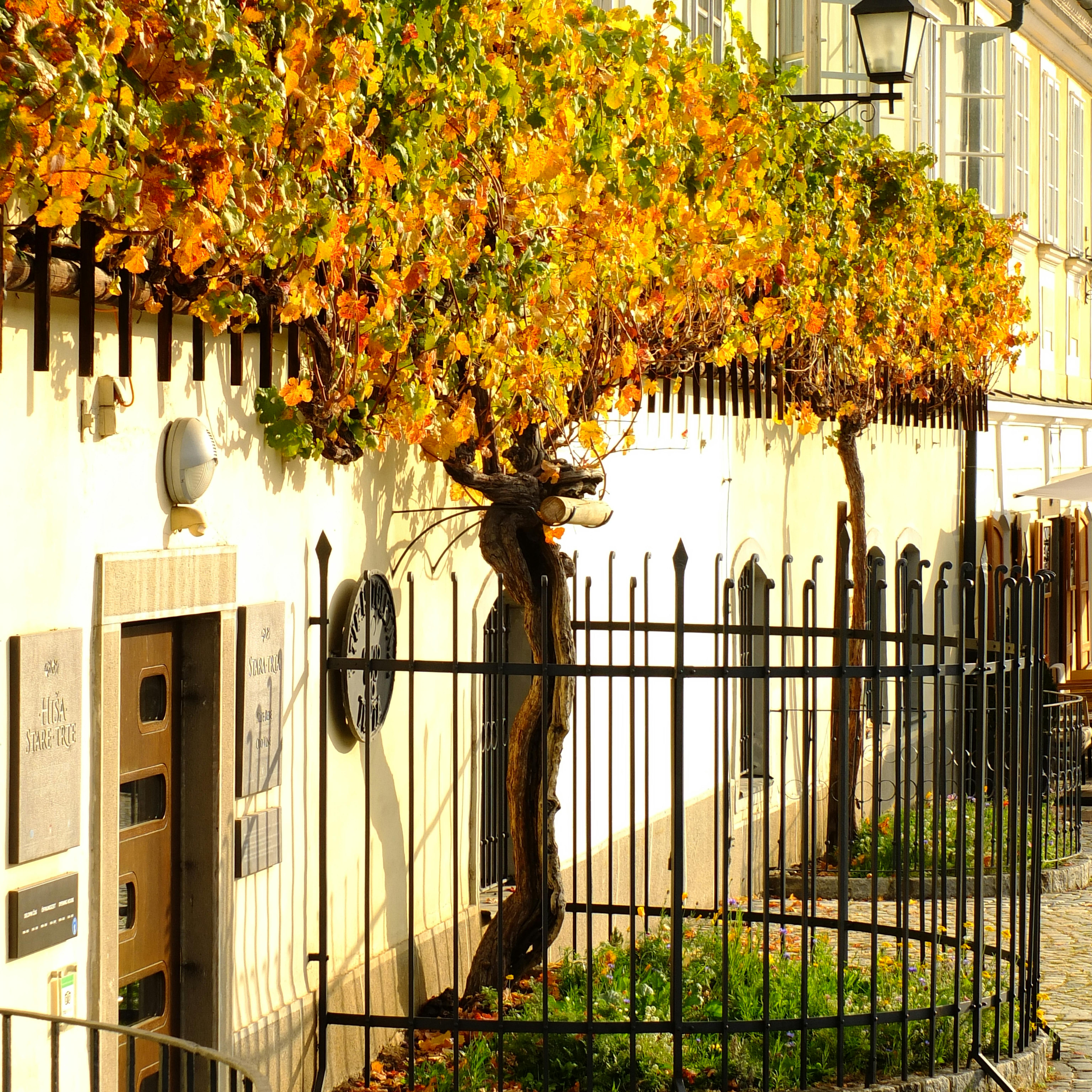 maribor